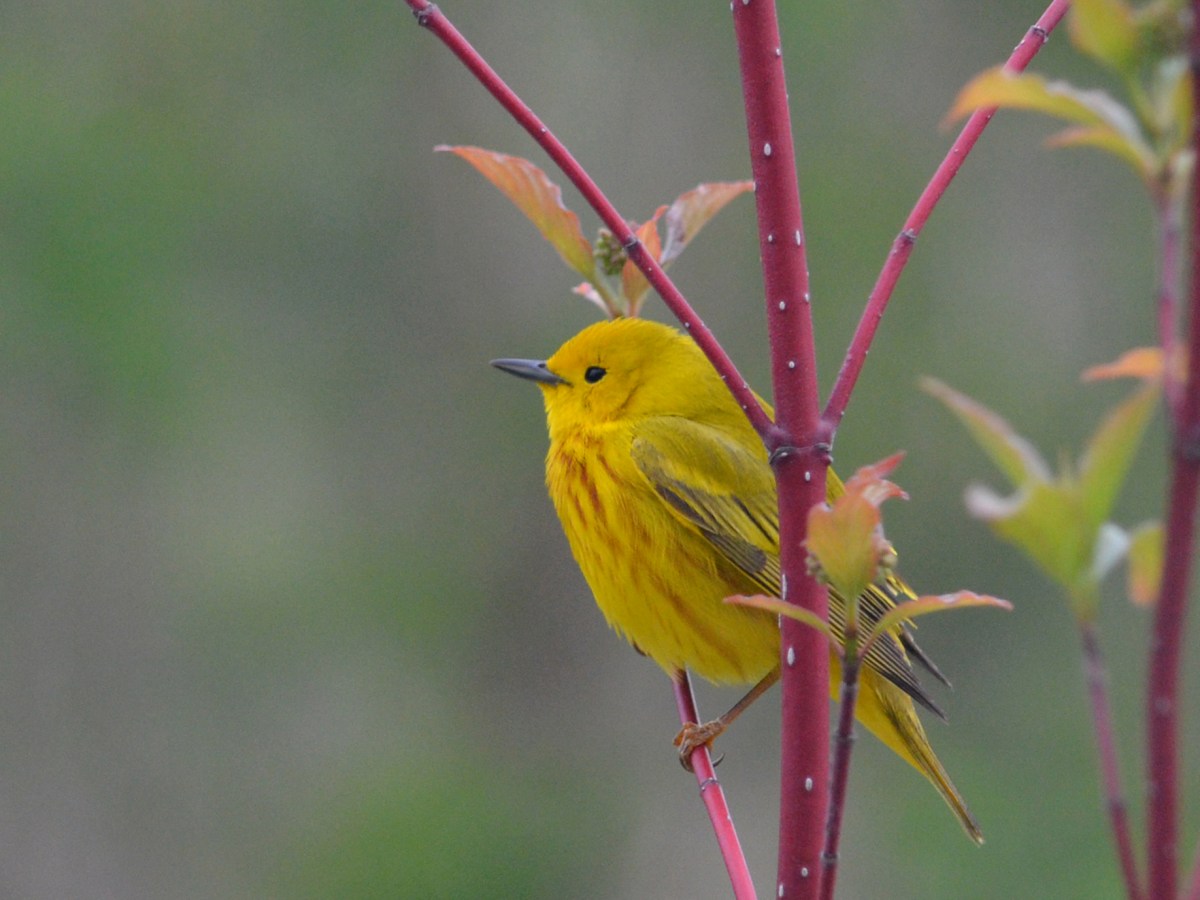 Northern Yellow Warbler