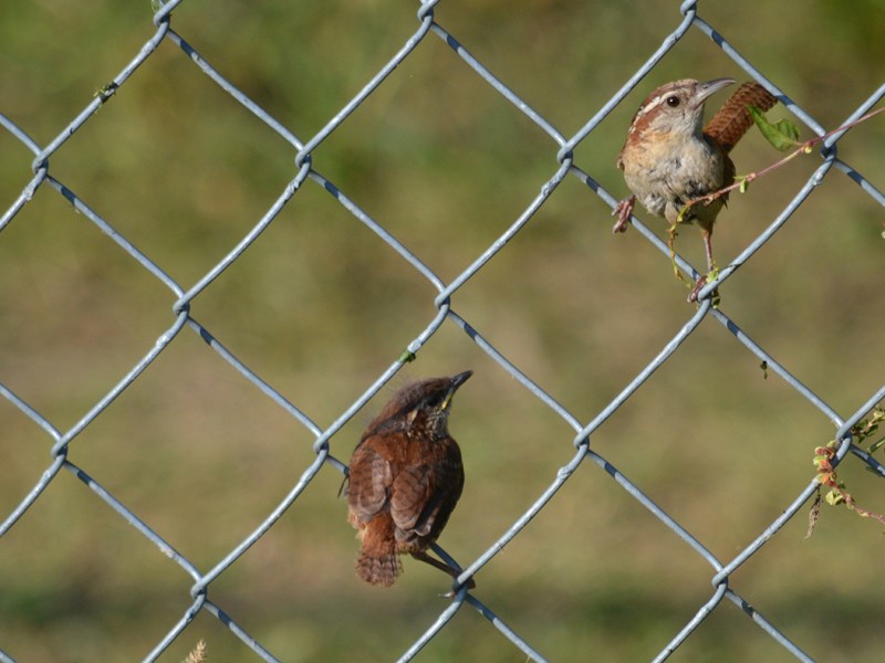 Carolina Wren