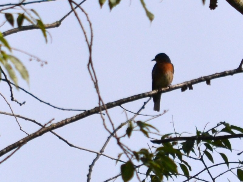 Eastern Bluebird