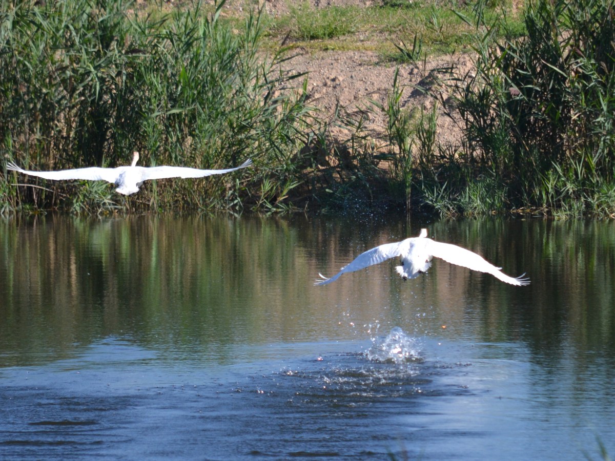 Trumpeter Swans